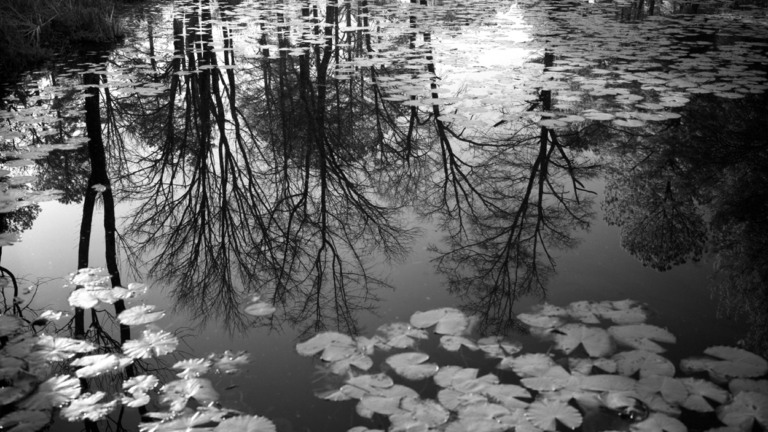 Image-Refine-Your-BW-Darkroom-Printing-Skills_768x432_acf_cropped_768x432_acf_cropped