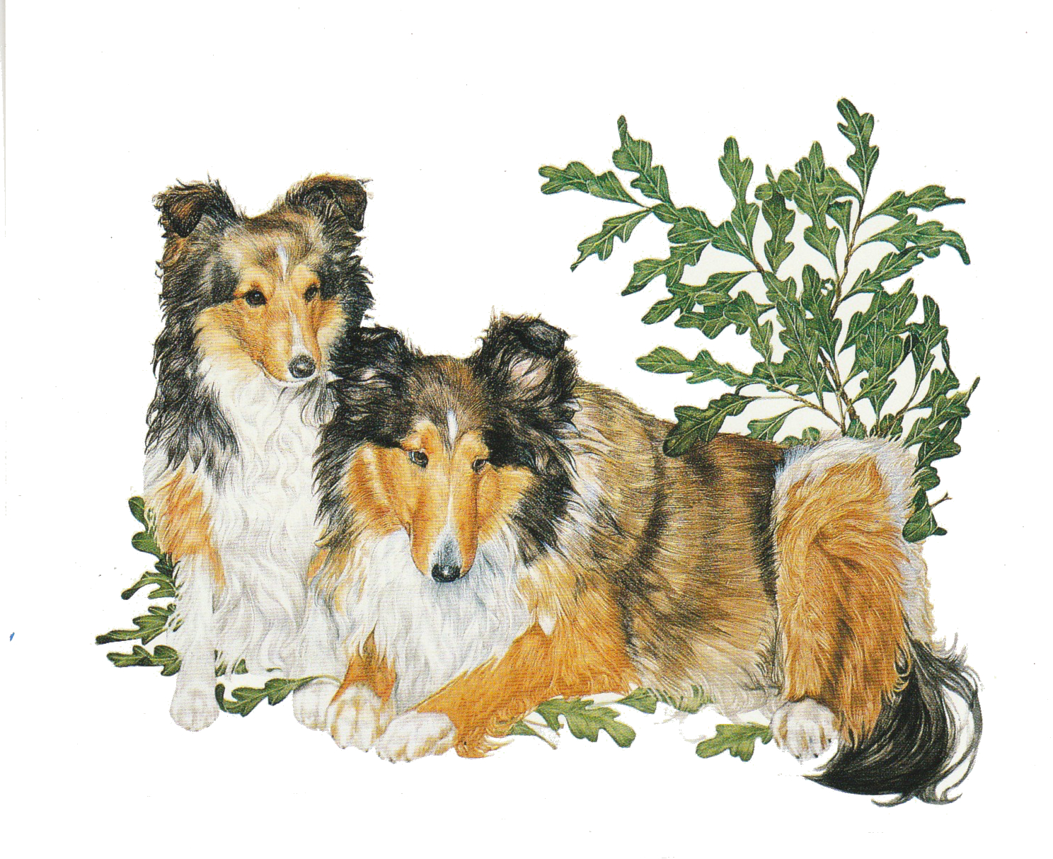 Needham Pet Portraits