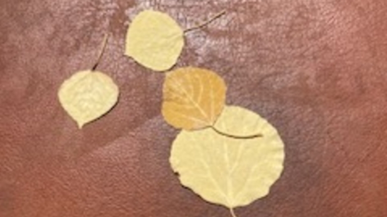 Olmstead_Lovely-Leaves-2_768x432_acf_cropped